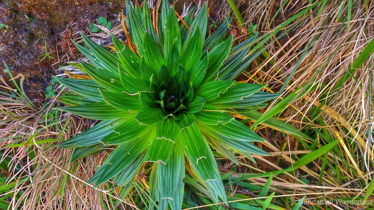 Hedyotis plantaginifolia Arn.